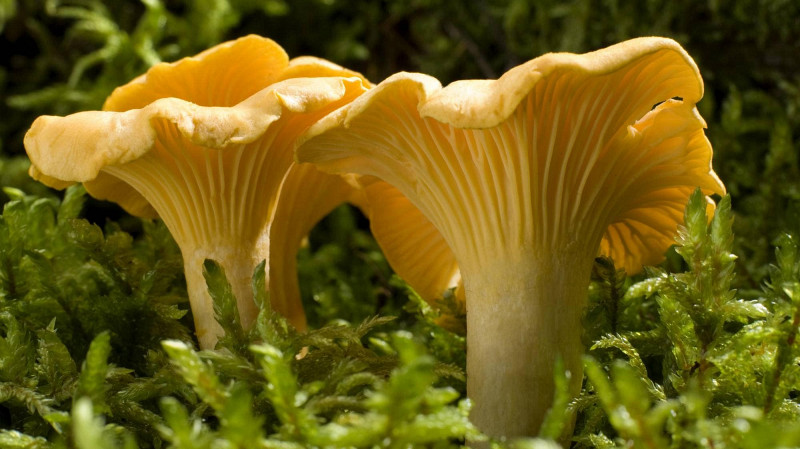 Сезон сбора лисичек открыт в Свердловской области