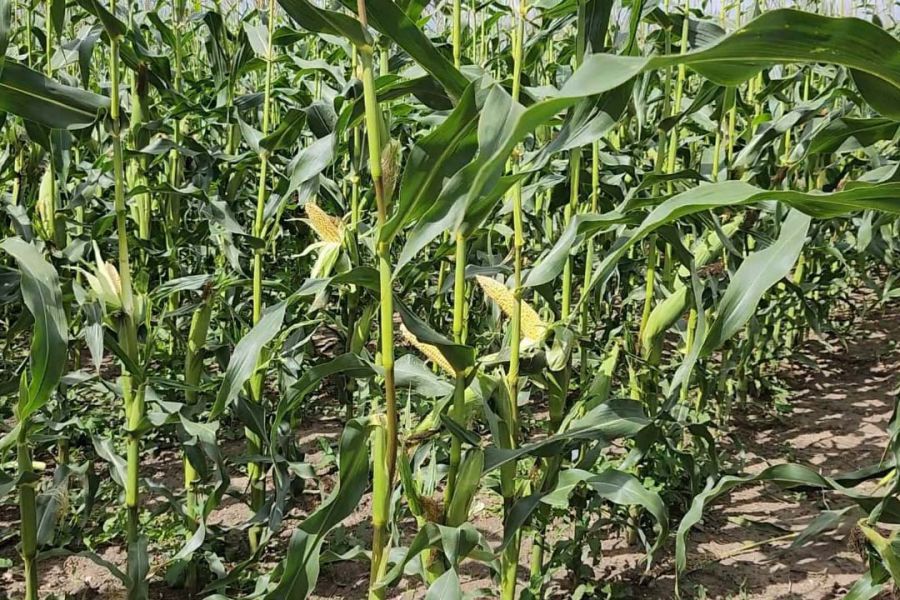 Охотники защитят урожай Ирбита от диких животных