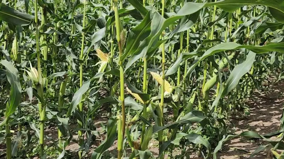 Охотники защитят урожай Ирбита от диких животных