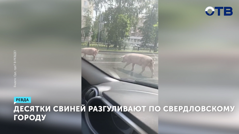 Свиньи-нарушители: в Ревде животные оккупировали улицы
