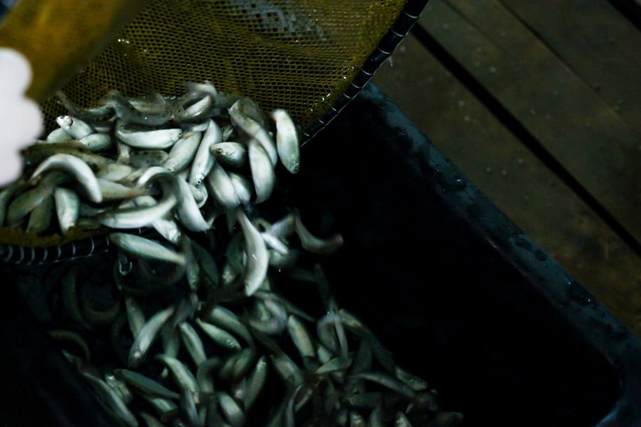 Денис Паслер направил 30 млн на поддержку рыбоводства Свердловской области