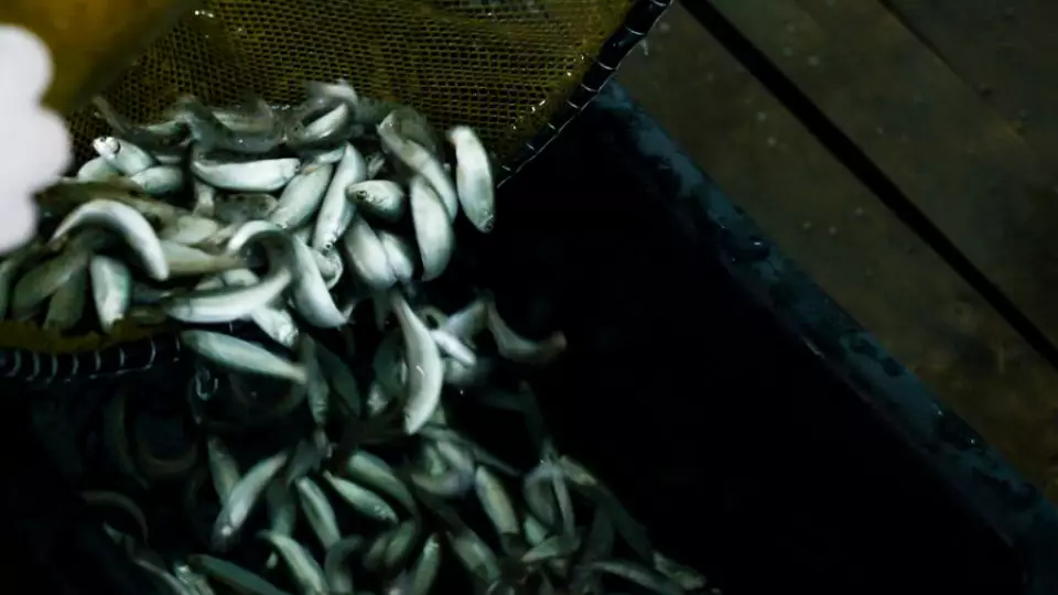 Денис Паслер направил 30 млн на поддержку рыбоводства Свердловской области