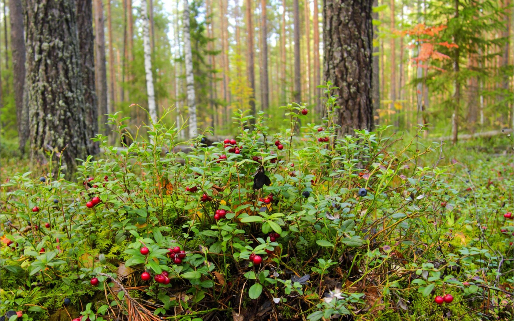 Штрафы за сбор ягод: в России ужесточают правила