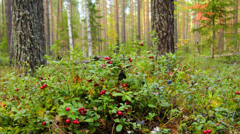 Штрафы за сбор ягод: в России ужесточают правила