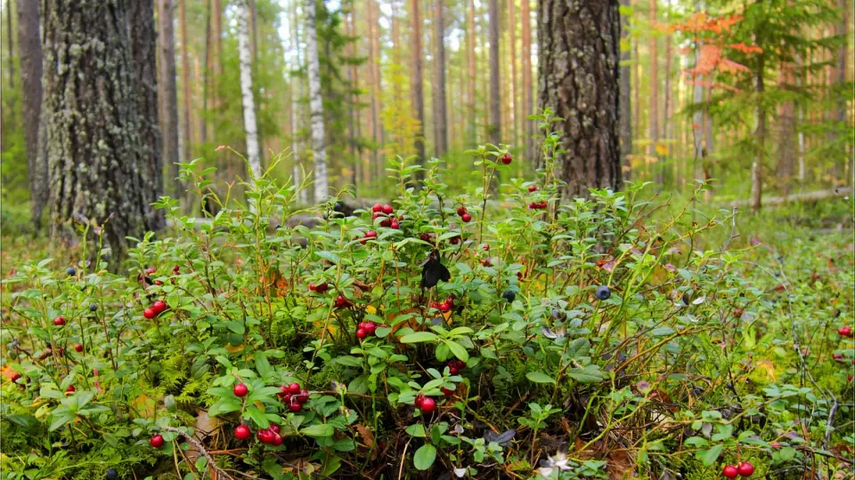 Штрафы за сбор ягод: в России ужесточают правила