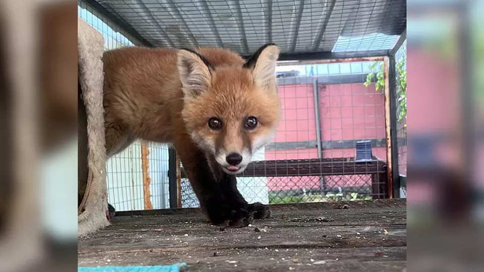 В Ноябрьске волонтёры спасают раненого лисёнка