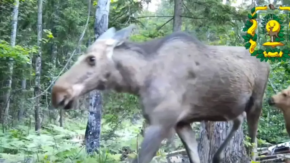 Фотоловушка засняла лосиху с детенышем в Воротынском округе