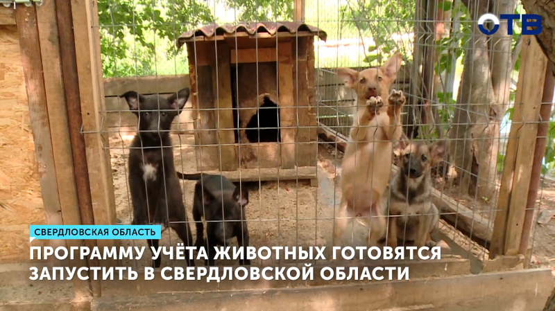 Программу учета животных готовятся запустить в Свердловской области