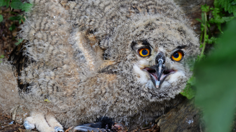 Трех птенцов краснокнижных филинов выпустят на свободу под Екатеринбургом