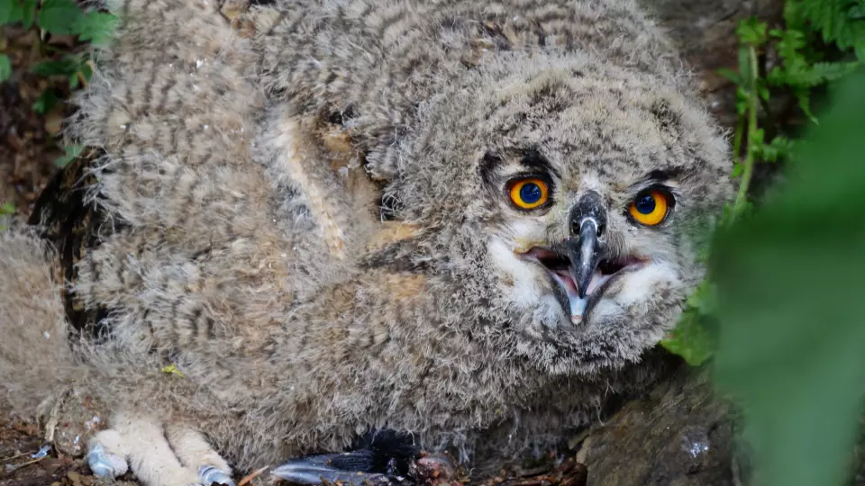 Трех птенцов краснокнижных филинов выпустят на свободу под Екатеринбургом