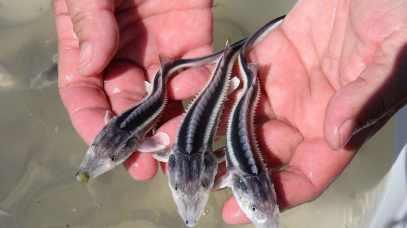 Омичи отпустили в Иртыш 17 тысяч мальков стерляди