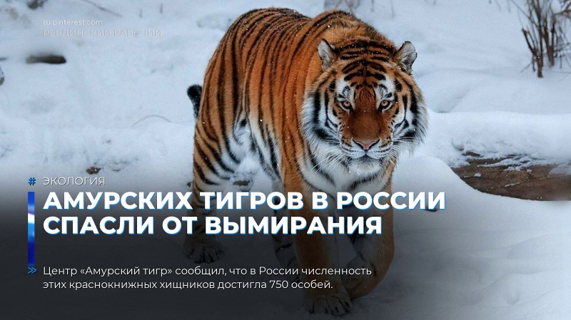 Амурских тигров в России спасли от вымирания