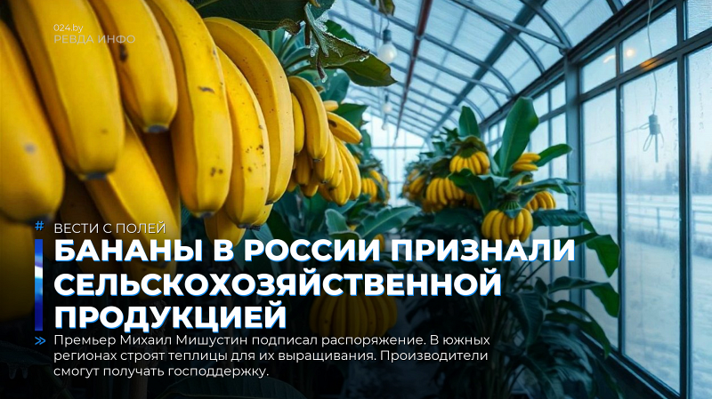 Бананы в России признали сельскохозяйственной продукцией