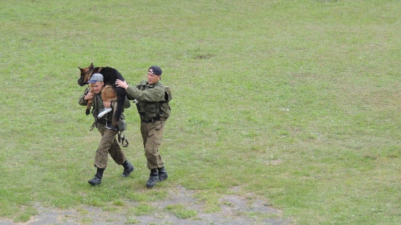 38 служебных собак уйдут на «пенсию» из свердловских колоний