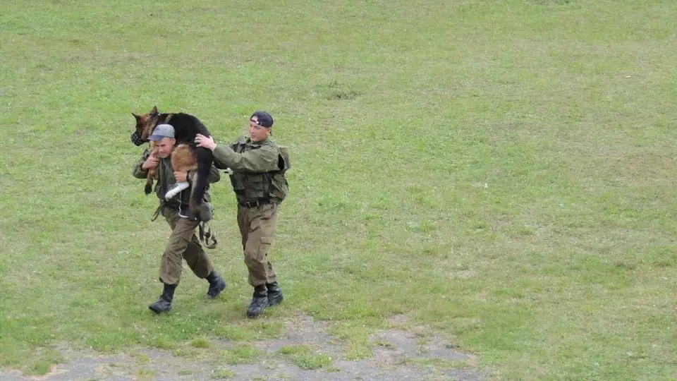 38 служебных собак уйдут на «пенсию» из свердловских колоний