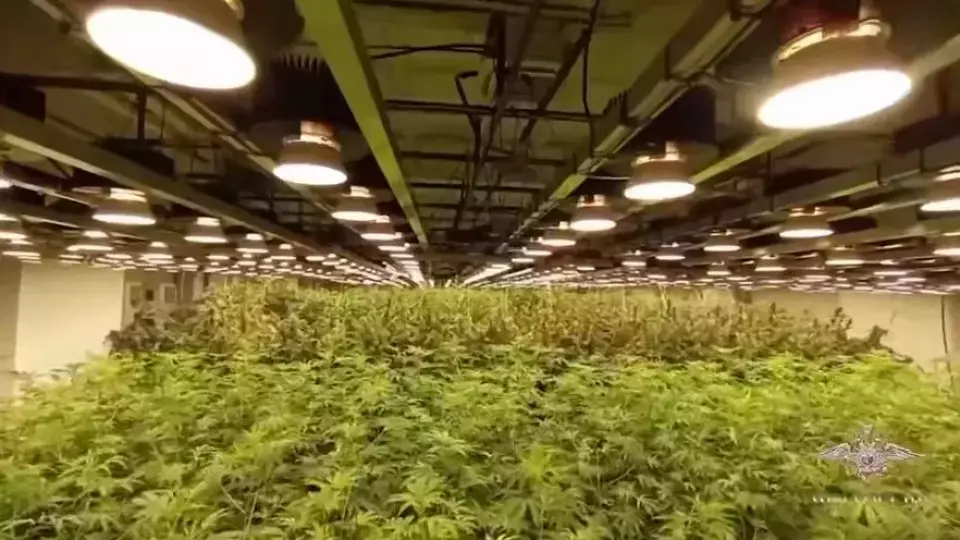 Полиция Кузбасса нашла плантацию конопли в заброшенной школе