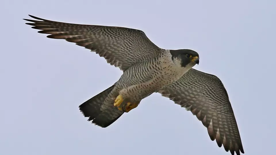 В Свердловской области начнут подсчет и изучение краснокнижных сапсанов