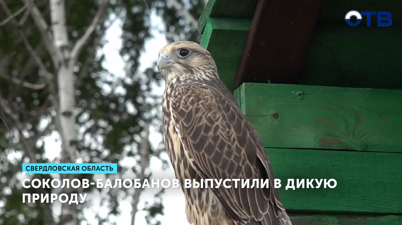 Соколов-балобанов выпустили в дикую природу
