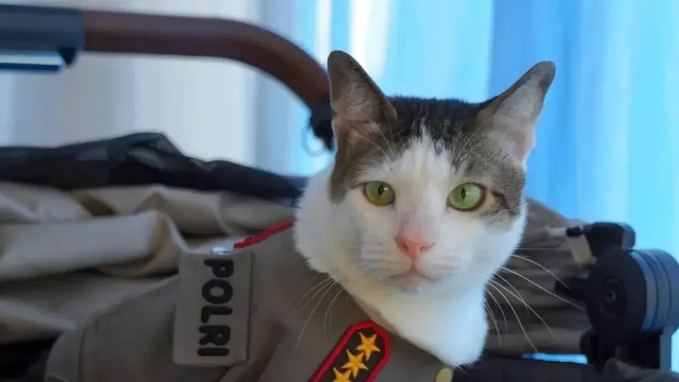 Кот индонезийского президента получил личную охрану