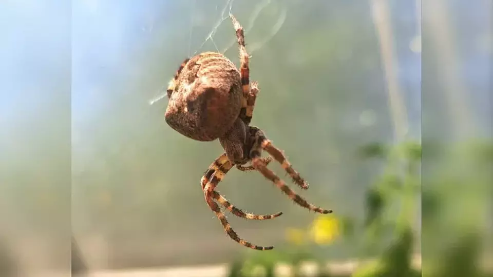 Тулячка «поженила» пауков в своей теплице
