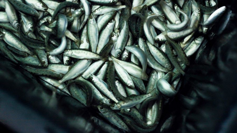 В Свердловской области будут учить рыбоводству