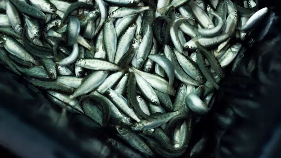 В Свердловской области будут учить рыбоводству