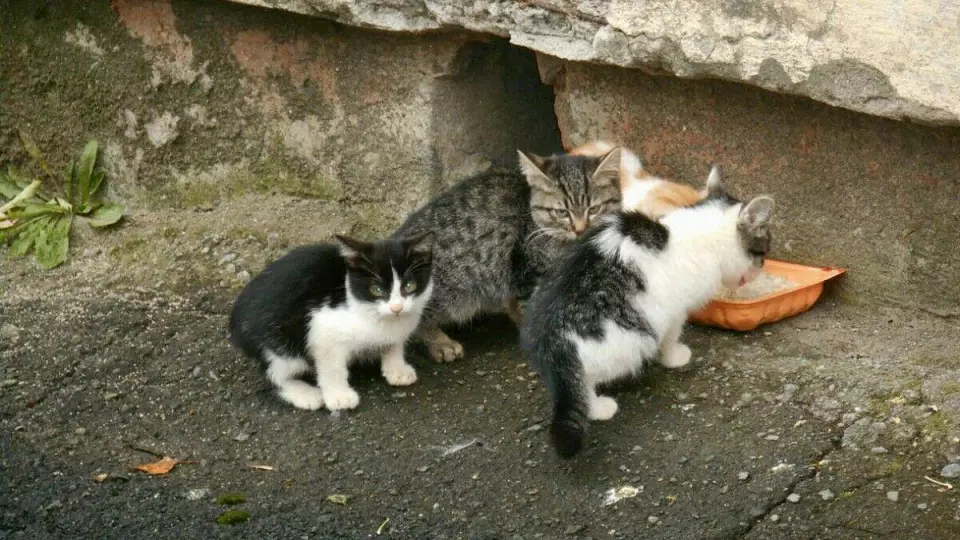 В России могут запретить подкармливать бездомных животных у жилых домов