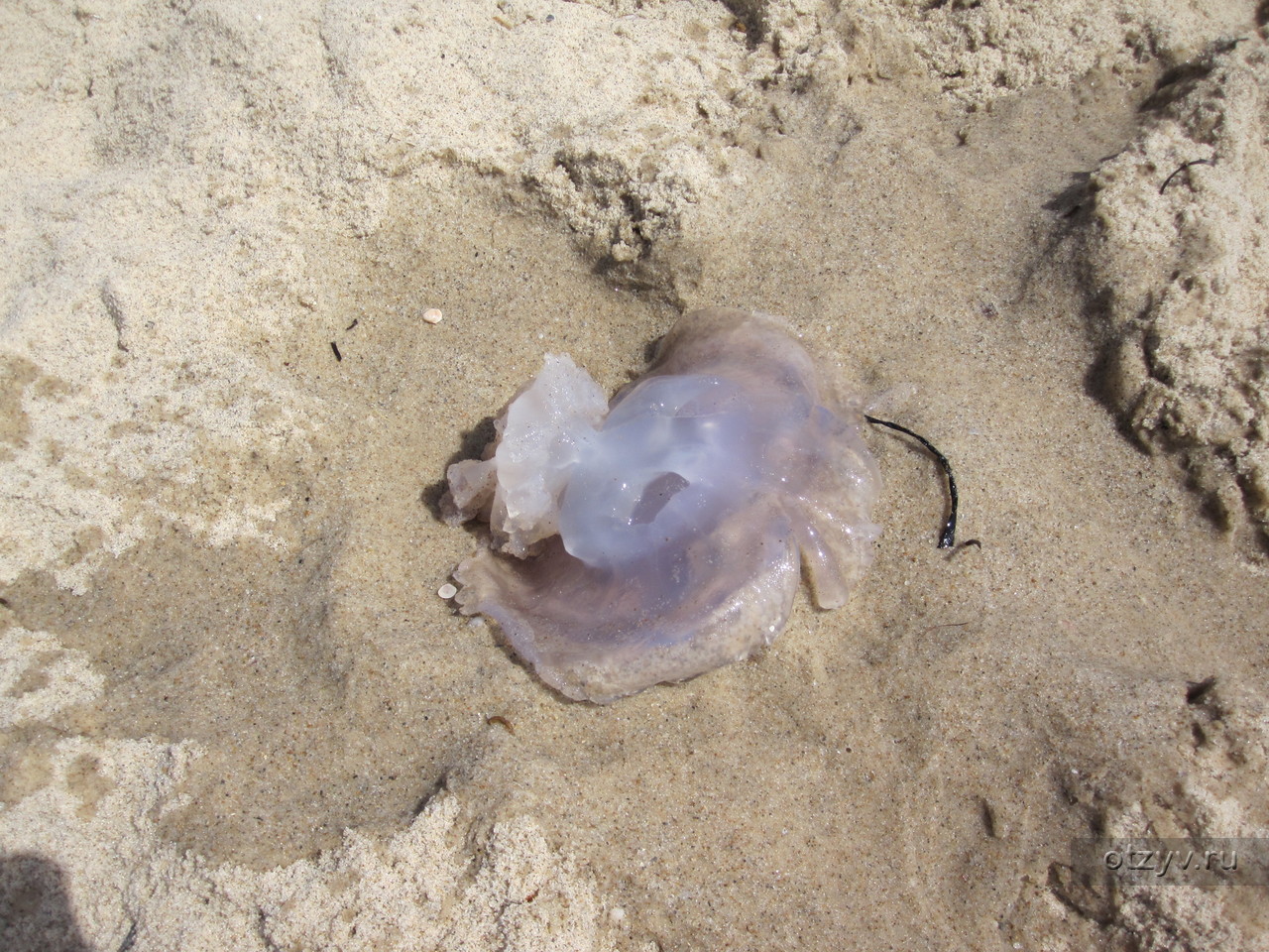 Российские туристы столкнулись с нашествием опасных медуз в Тунисе