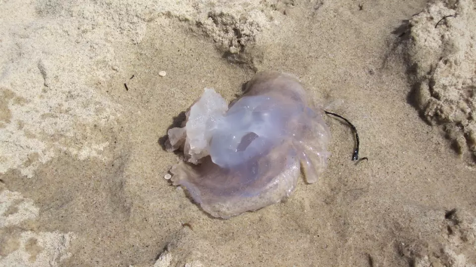 Российские туристы столкнулись с нашествием опасных медуз в Тунисе