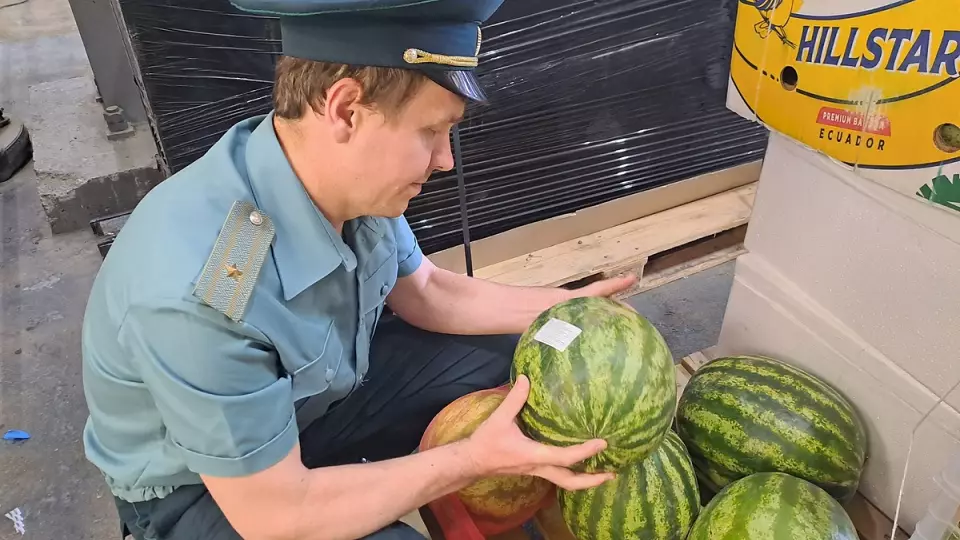 Ввоз арбузов и дынь на Урал увеличился в семь раз