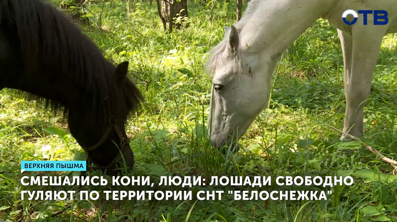 Лошади на свободе в Верхней Пышме мешают жителям СНТ «Белоснежка»