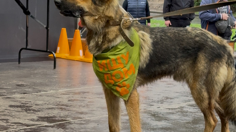 Как взять собаку из приюта и не пожалеть: советы от фонда «ЗООзащита»