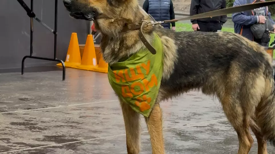 Как взять собаку из приюта и не пожалеть: советы от фонда «ЗООзащита»