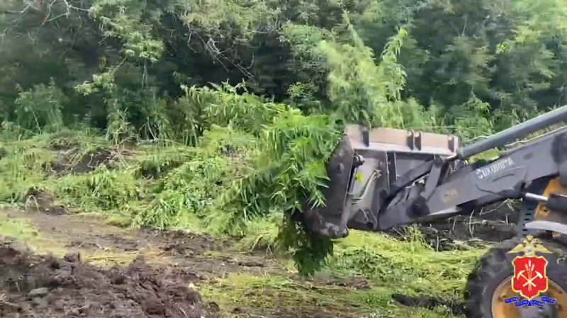 В Кузбассе уничтожили гигантскую плантацию конопли площадью