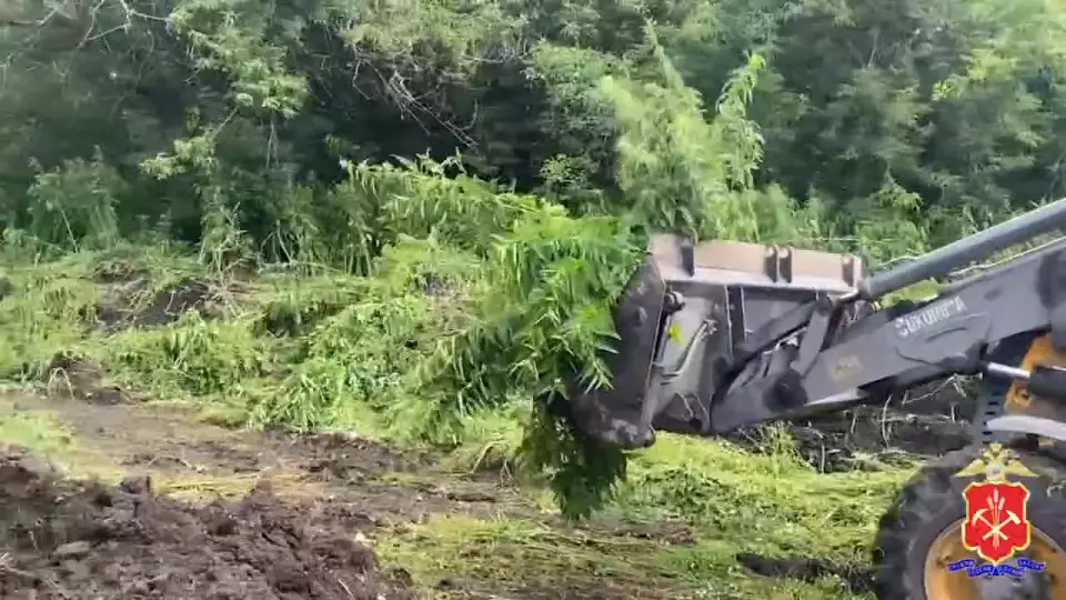 В Кузбассе уничтожили гигантскую плантацию конопли площадью