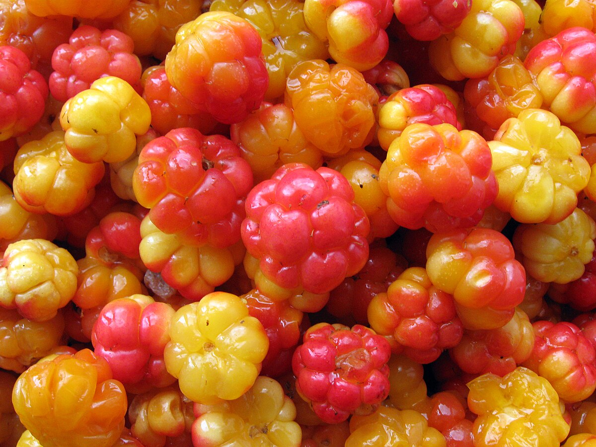 На Ямале прошёл первый фестиваль сбора морошки