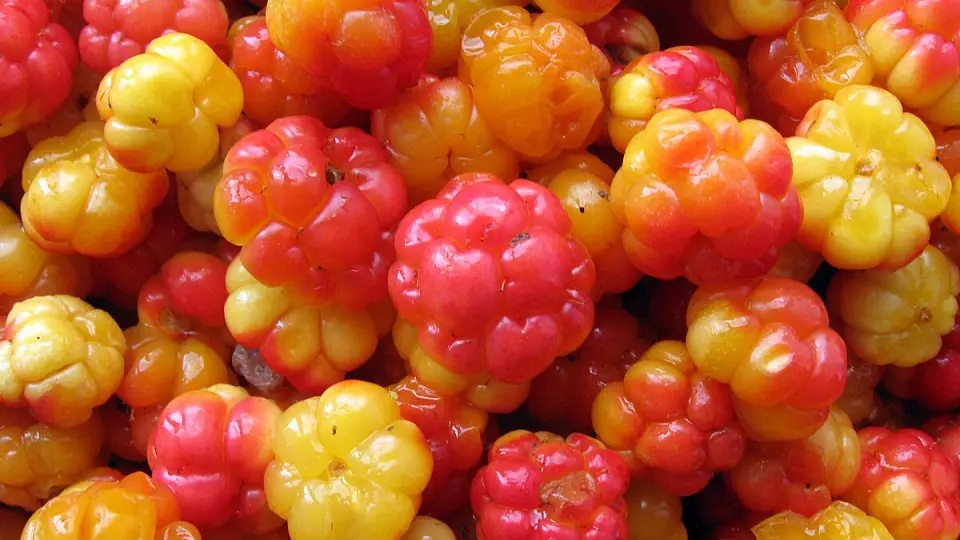 На Ямале прошёл первый фестиваль сбора морошки