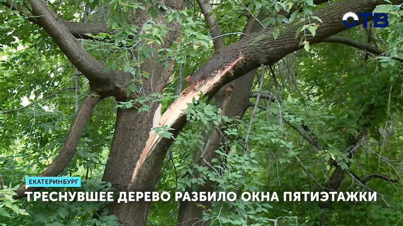 Треснувшее дерево разбило окна пятиэтажки