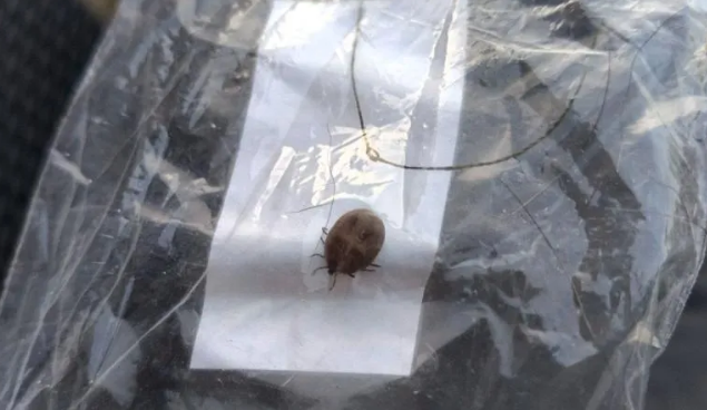 В России пройден пик сезона клещевого энцефалита