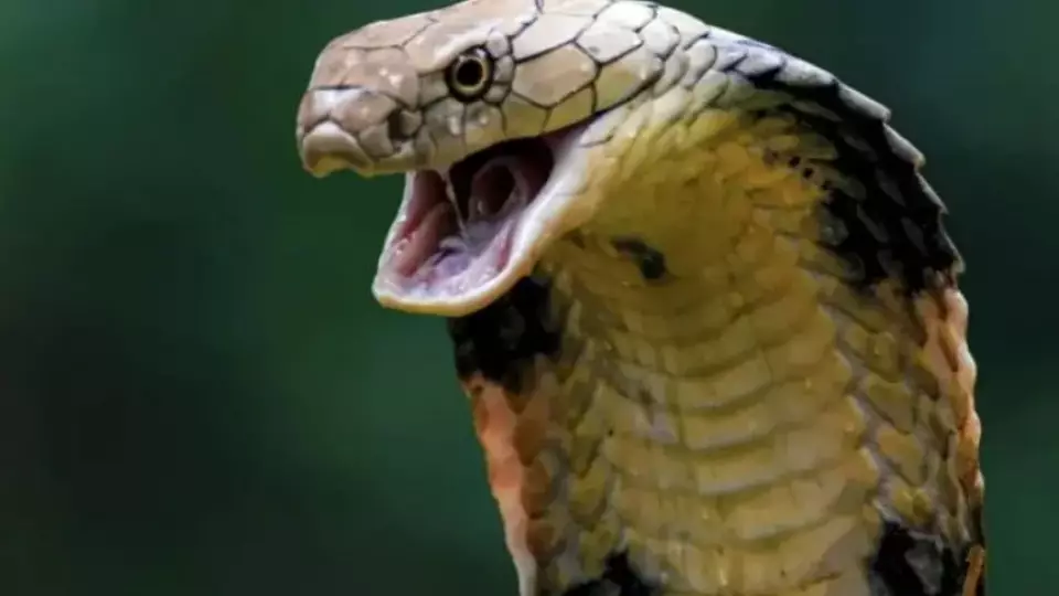 В Индии годовалый ребёнок убил кобру, приняв её за игрушку