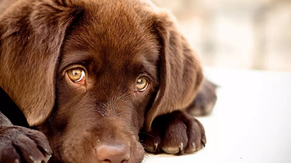 В России выявили свыше 8 млн нелегальных заводчиков животных