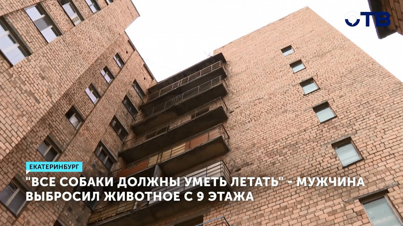 В Екатеринбурге мужчина выбросил собаку с 9 этажа