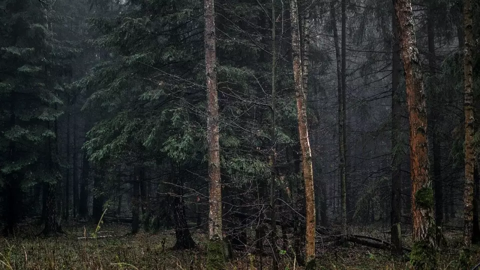 Уссурийский полиграф атаковал леса под Екатеринбургом