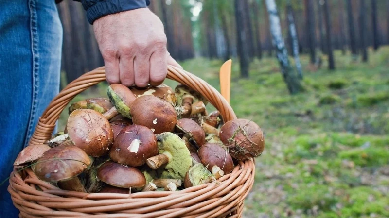 Ежегодно десятки свердловчан пропадают в лесах: как безопасно собирать грибы