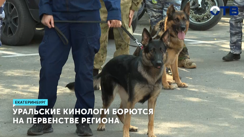Первенство по многоборью среди кинологов прошло в Свердловской области