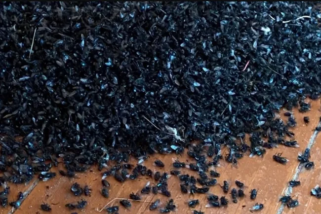 Село Гладилово задыхается от мух из-за отходов птицефабрики