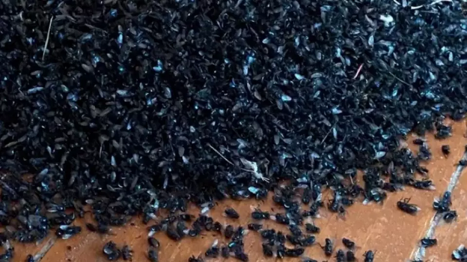 Село Гладилово задыхается от мух из-за отходов птицефабрики