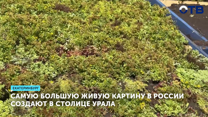 В Екатеринбурге создают самую большую в России живую картину