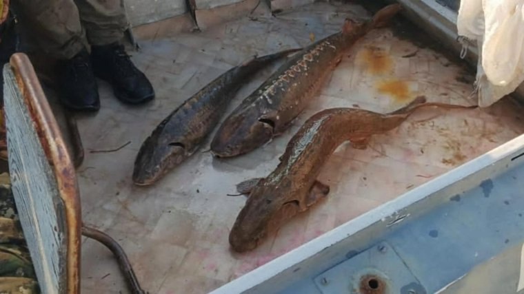 Дрон поймал браконьера с краснокнижными осетрами в Югре