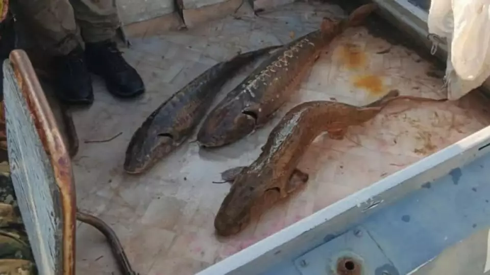 Дрон поймал браконьера с краснокнижными осетрами в Югре